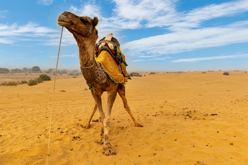camello marrón en arena marrón bajo el cielo azul durante el día