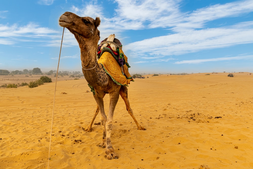 brown camel on brown sand under blue sky during daytime