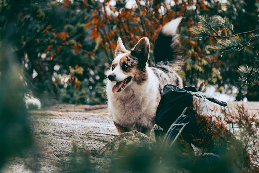 white and black short coated dog on brown dirt