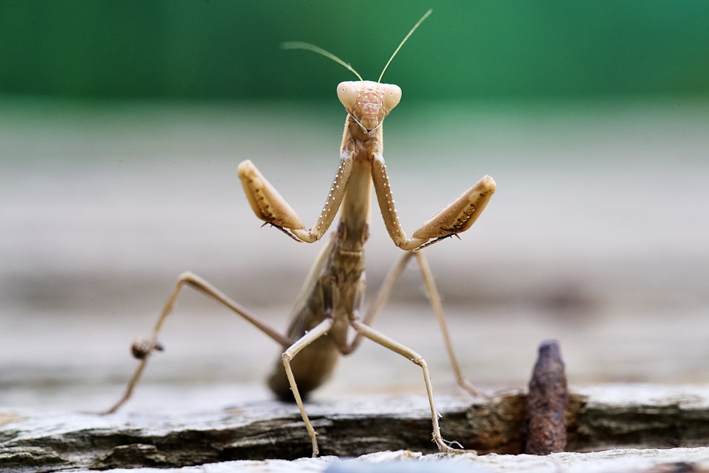 brown praying mantis on brown wood during daytime