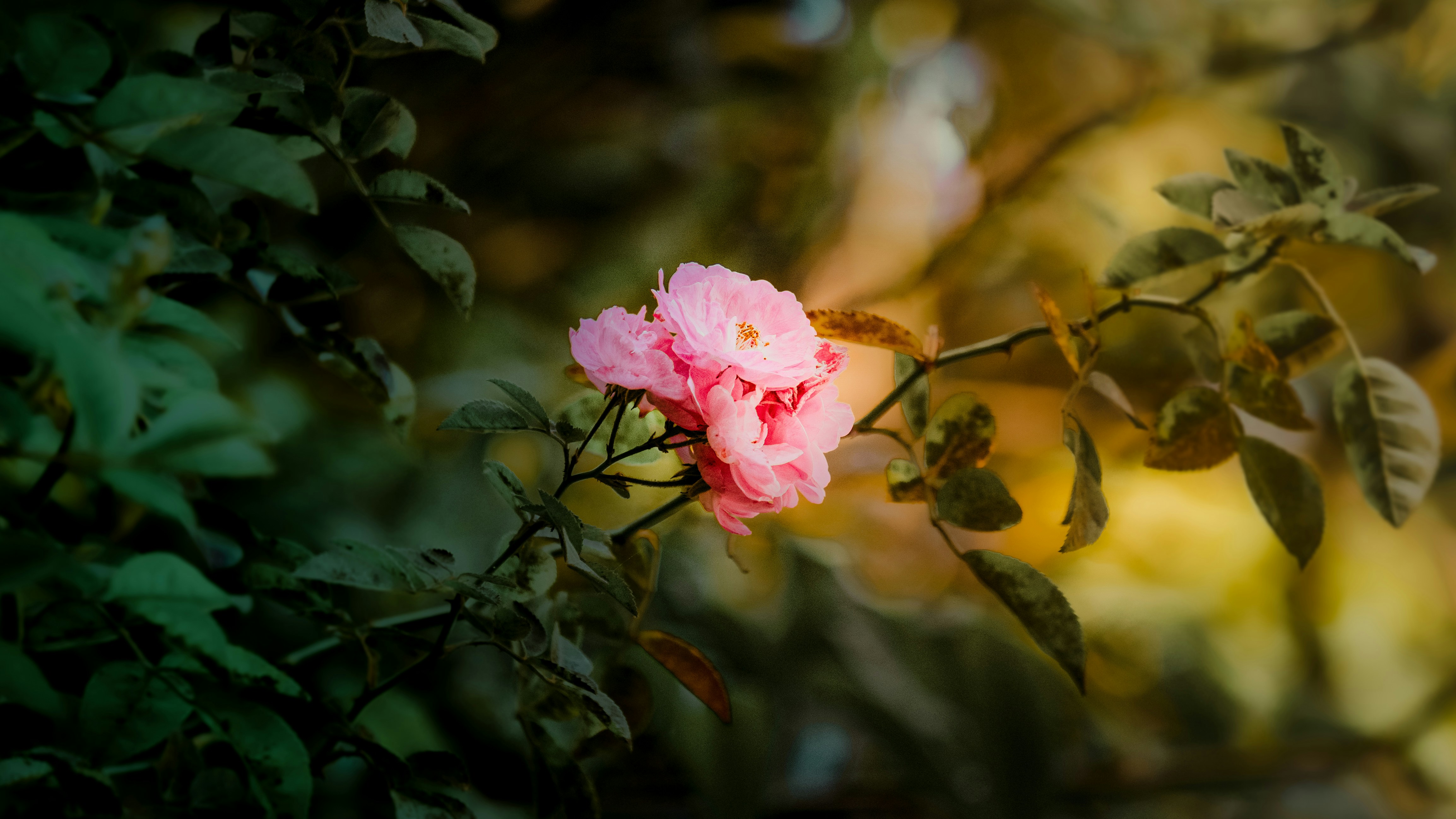 Photo by xiaowuuuuuuu