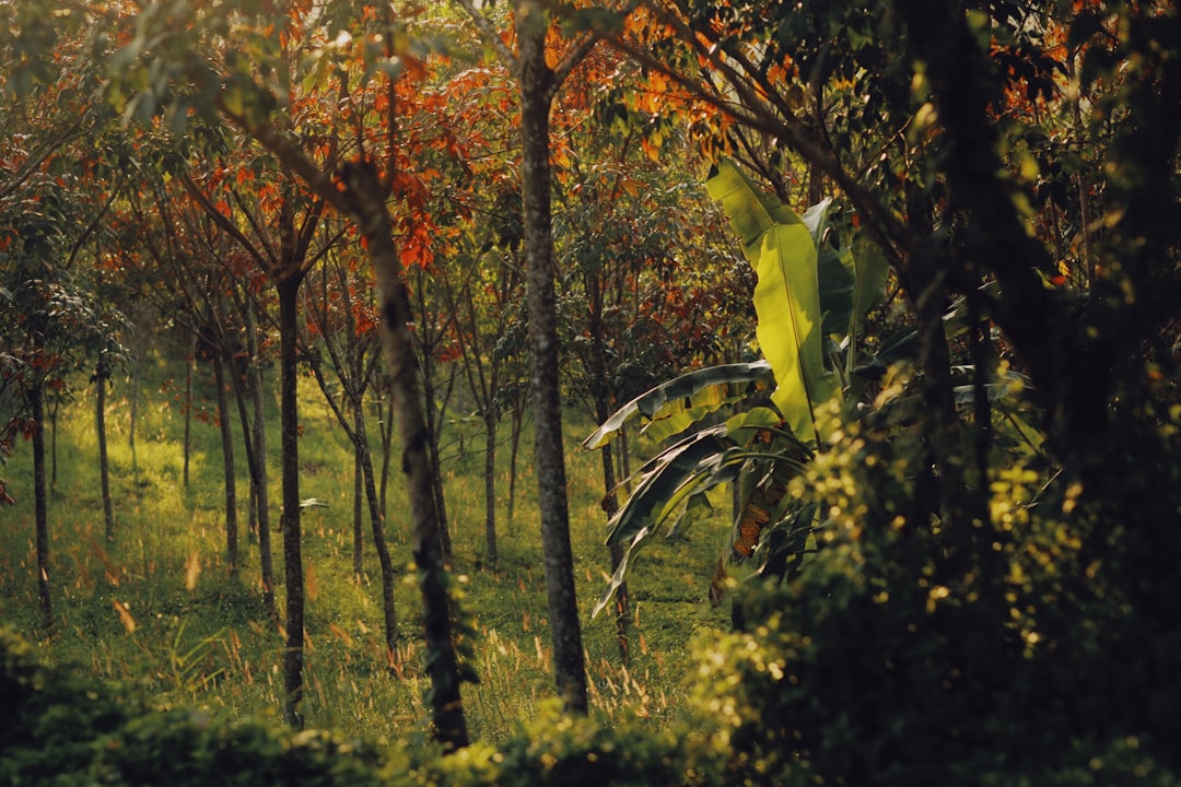 green and brown trees during daytime