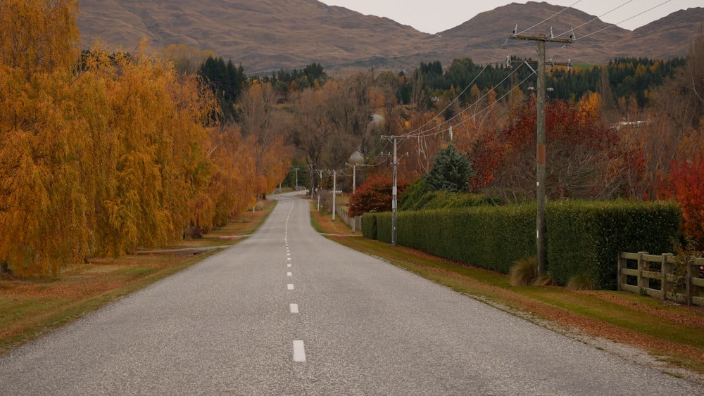 gray concrete road between green trees during daytime