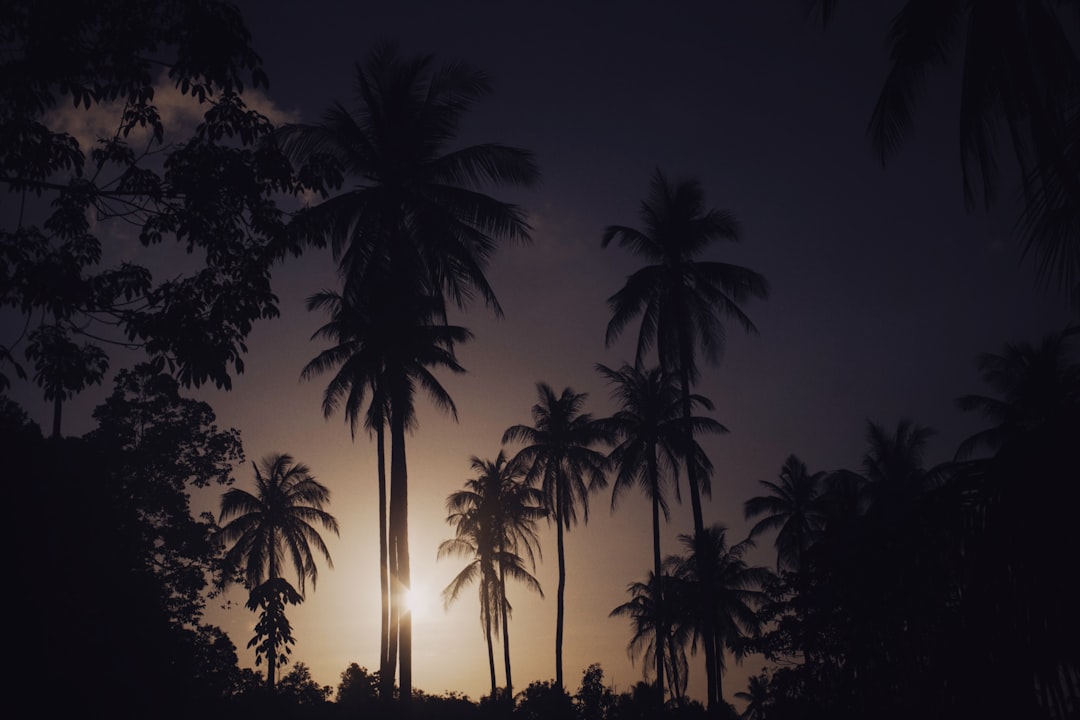 silhouette of palm trees during night time
