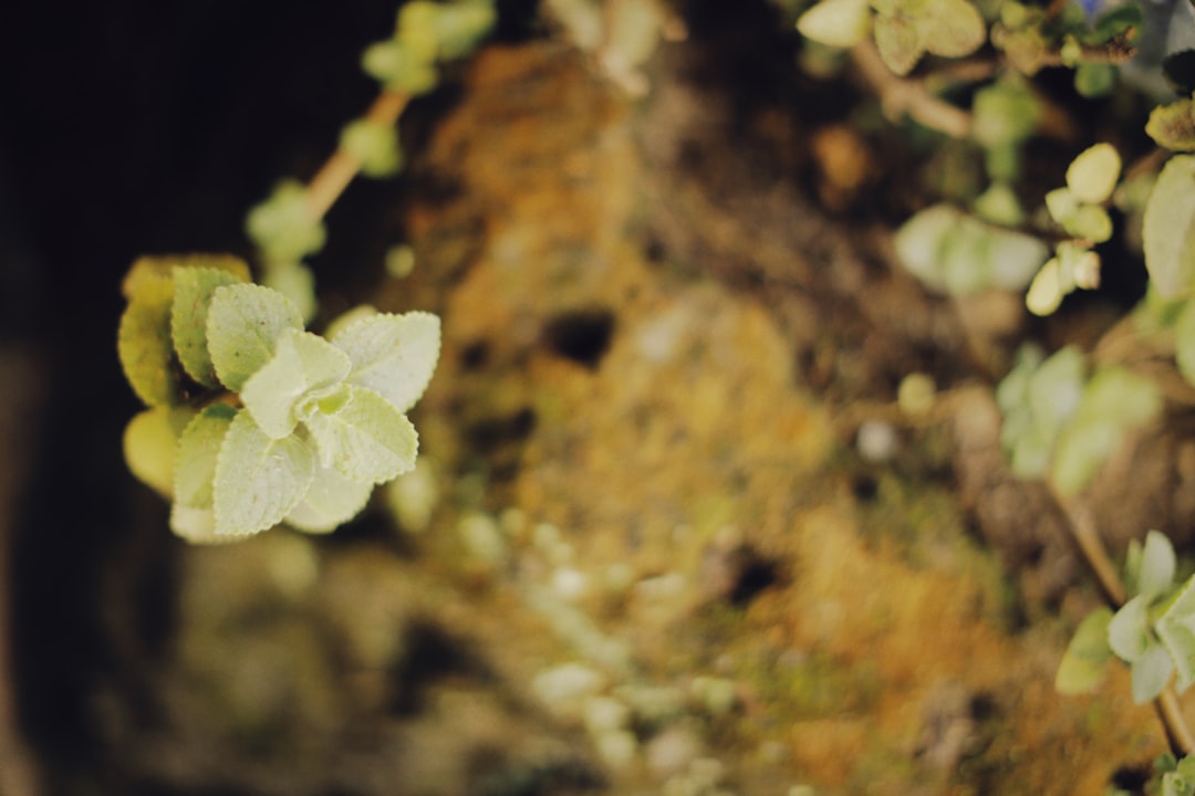 green plant on brown rock