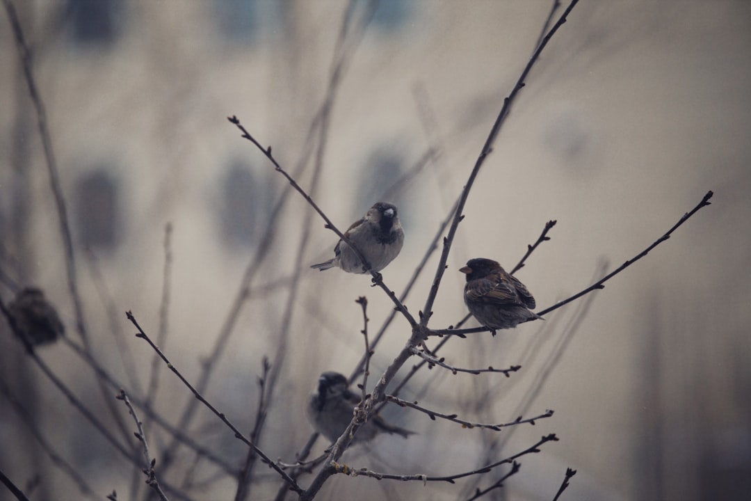 brown bird on tree branch