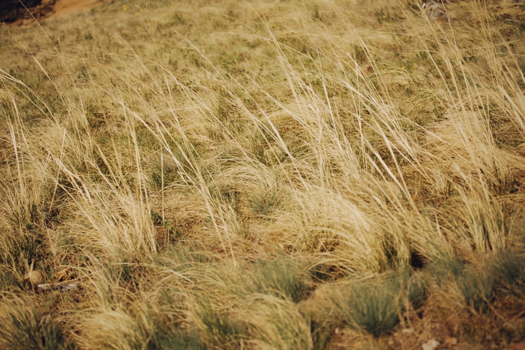 brown grass field during daytime