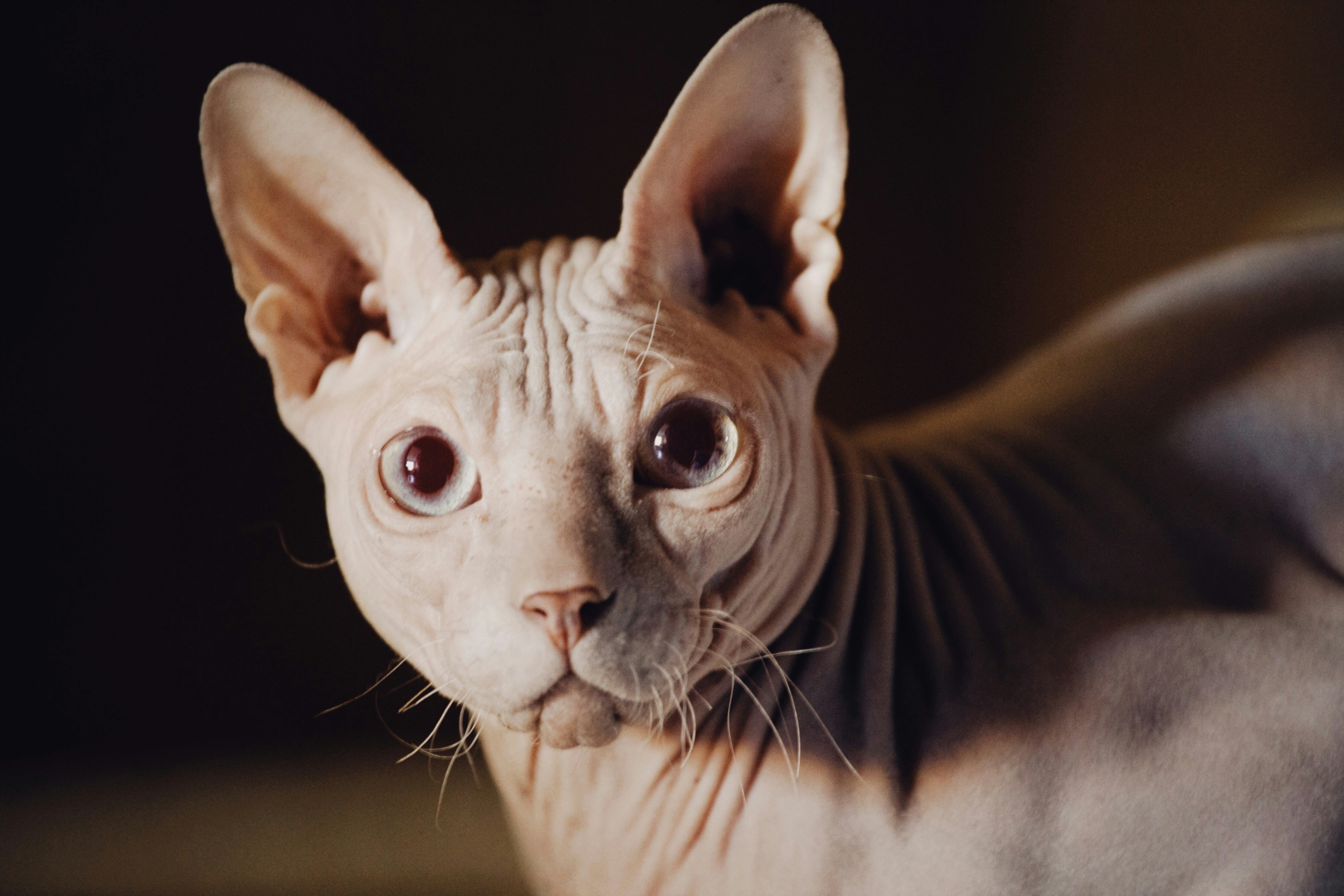 Sphynx cat wearing a sweater for warmth