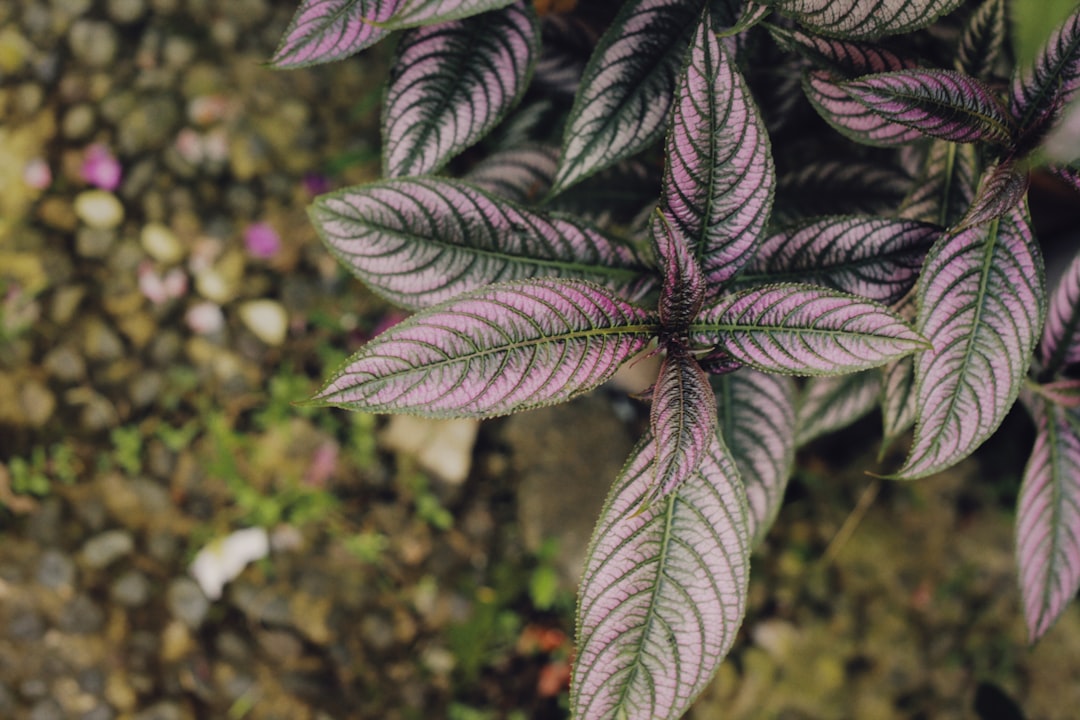 purple and white leaf plant