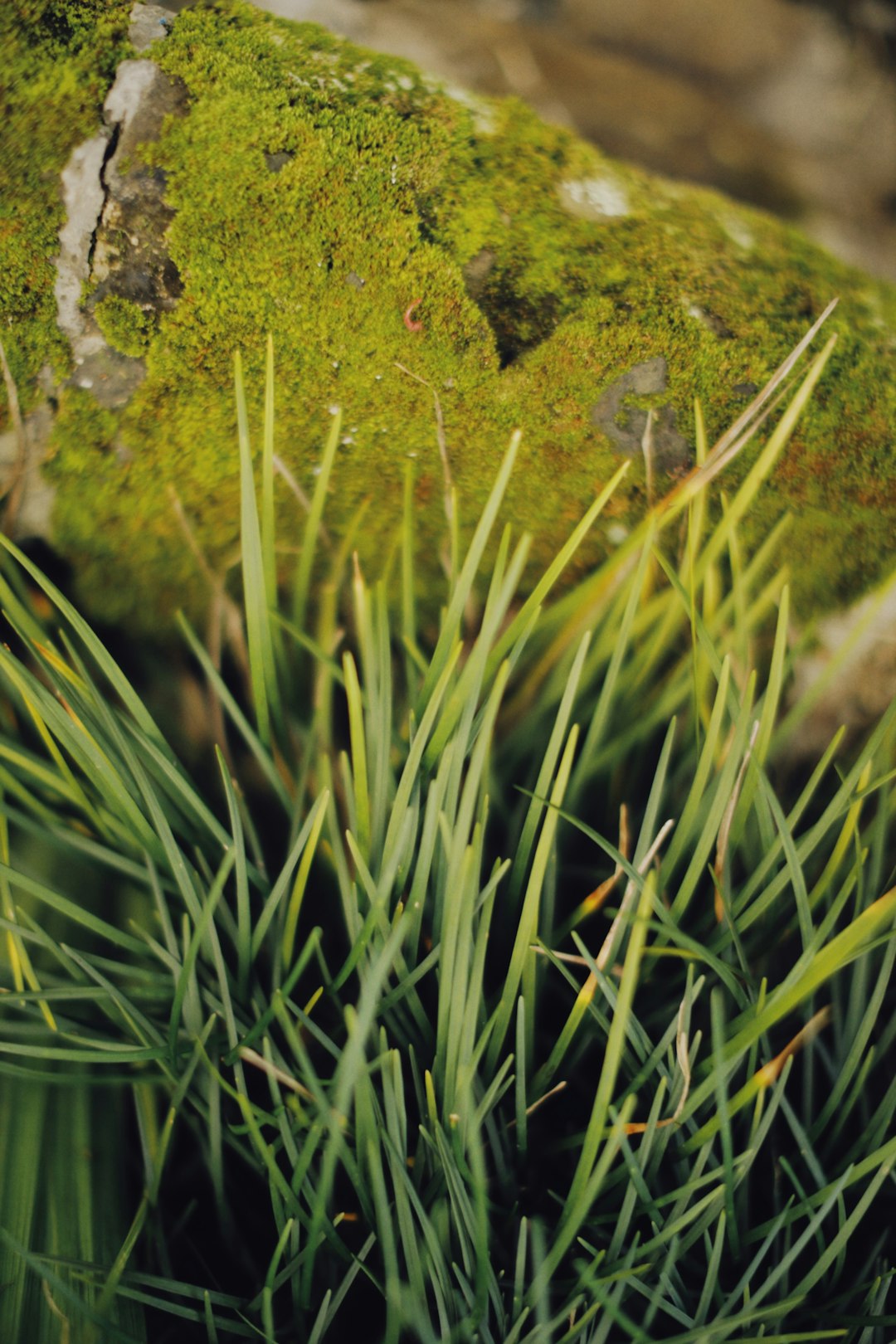 green grass with green moss