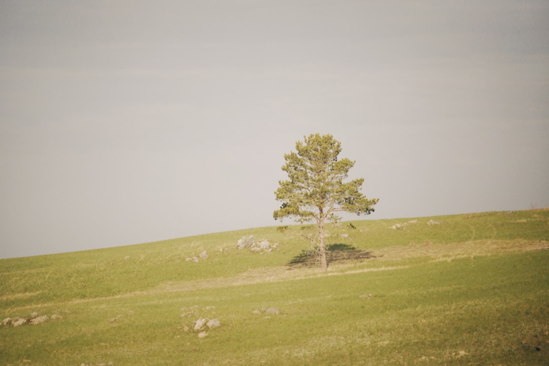 green tree on green grass field