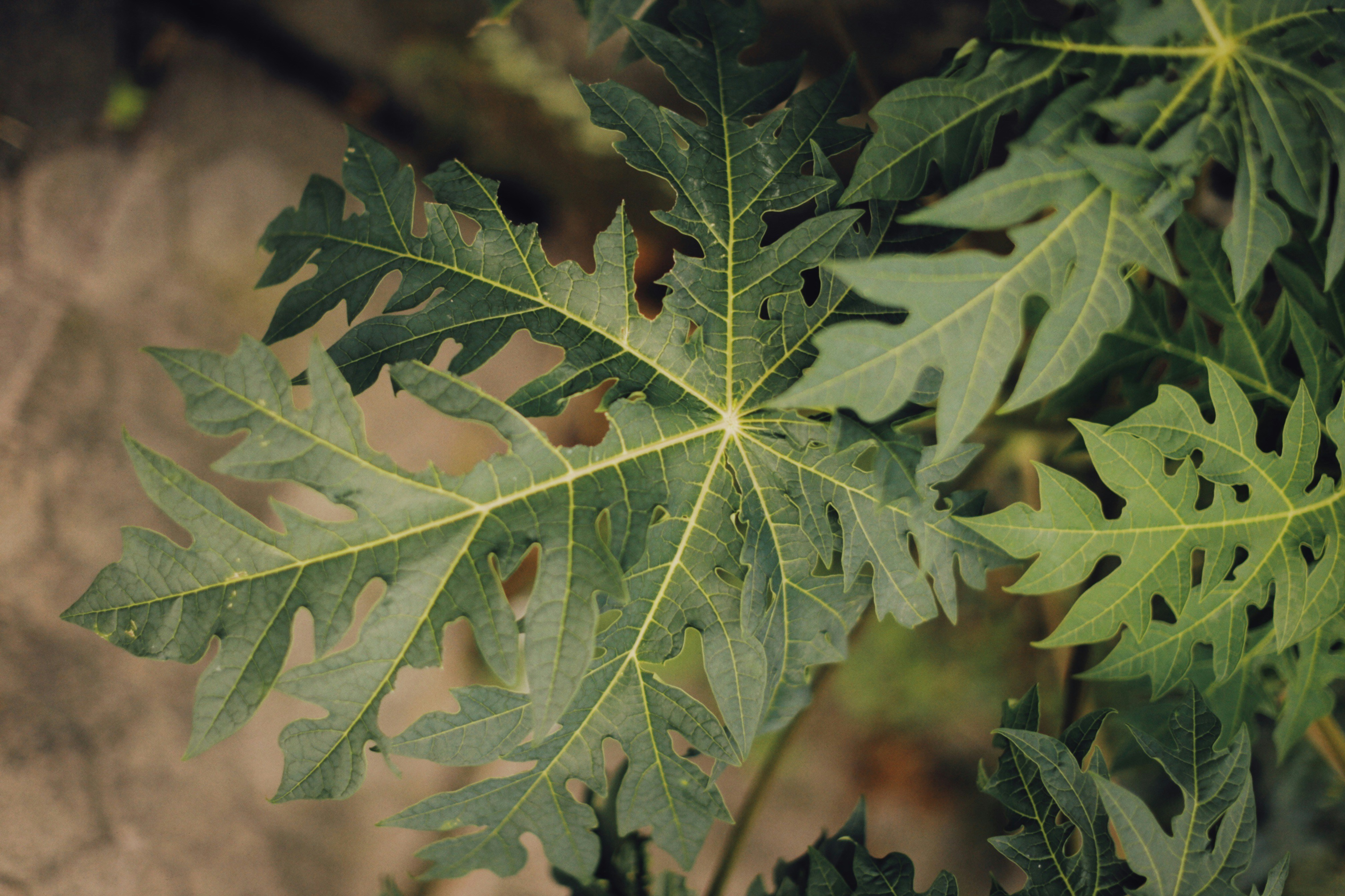 Photo by alexeydemidov