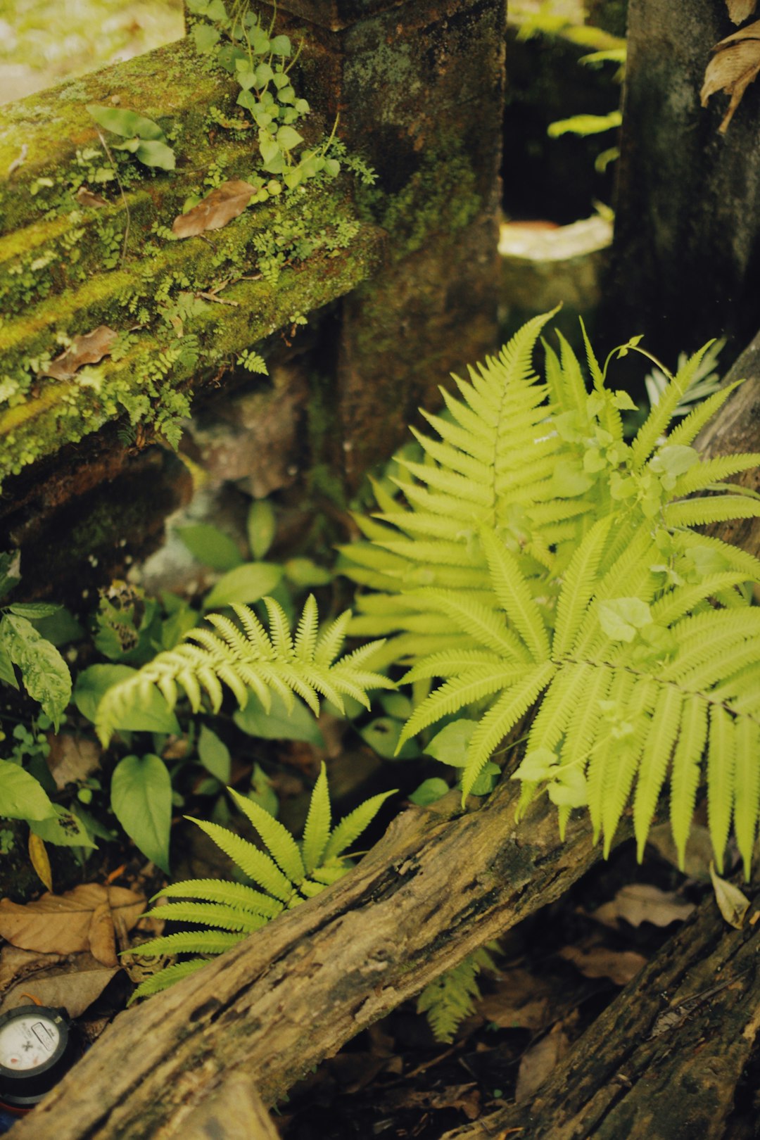 green fern plant on brown tree trunk