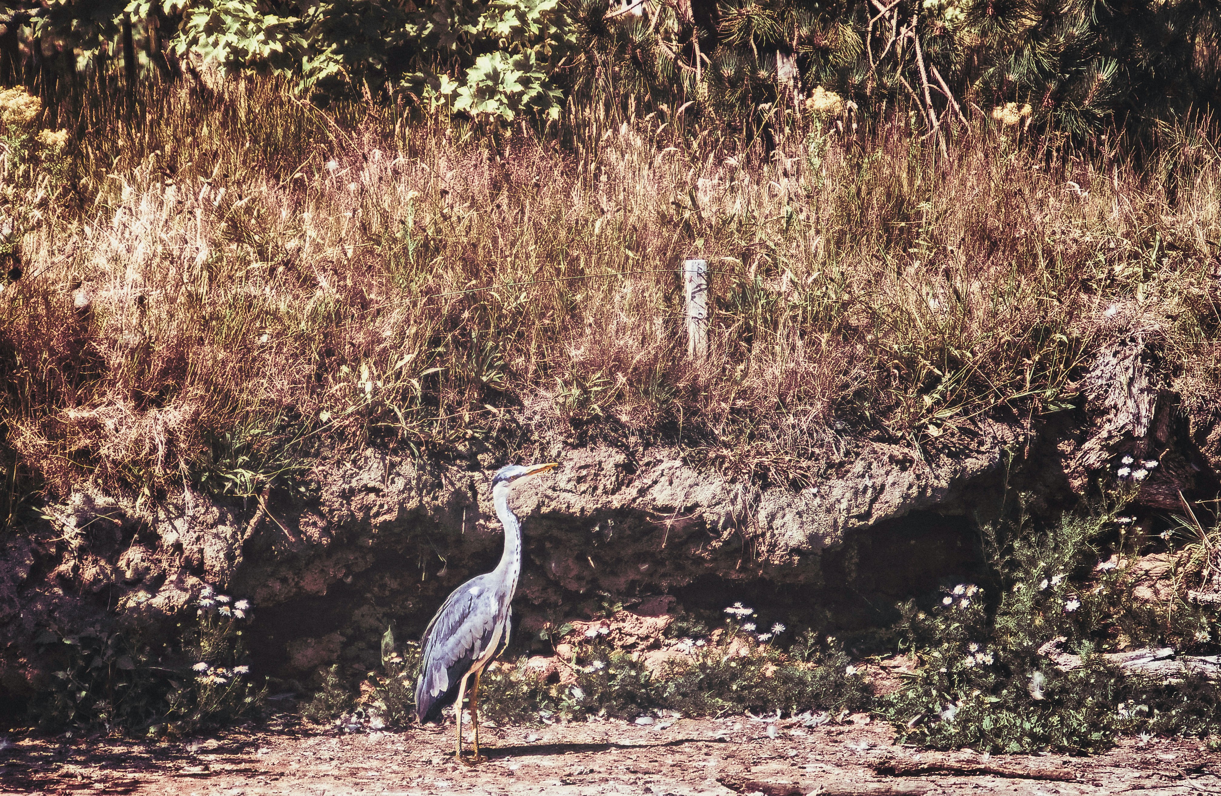 grey heron on brown dirt ground during daytime