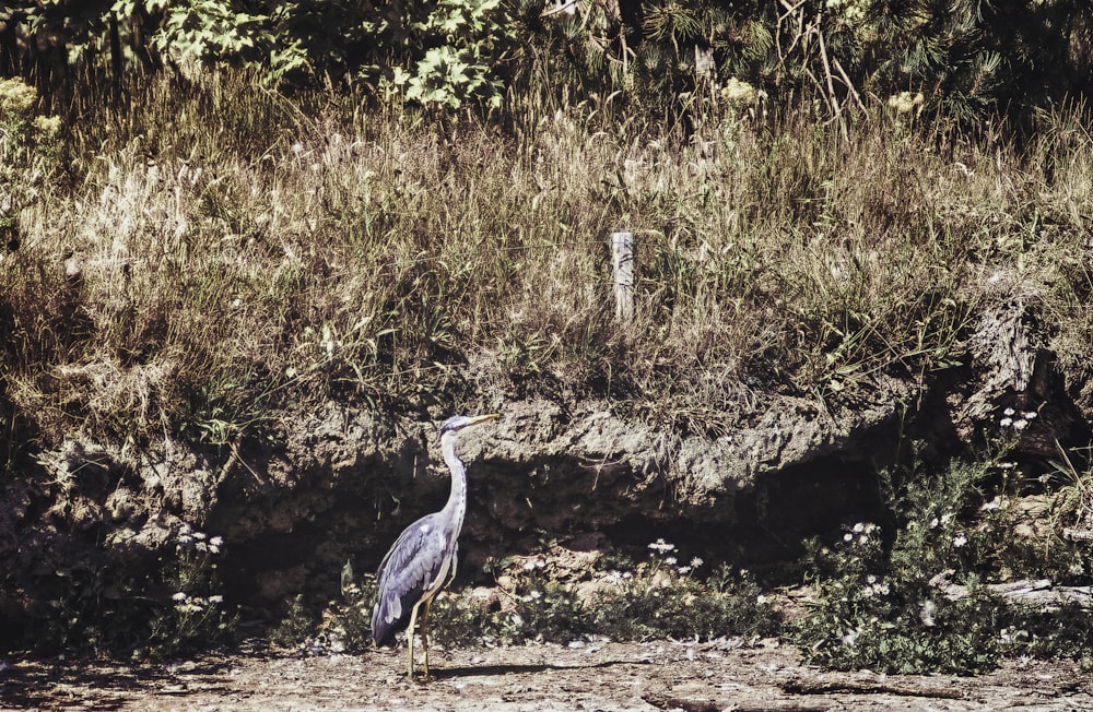 grey heron on brown dirt ground during daytime