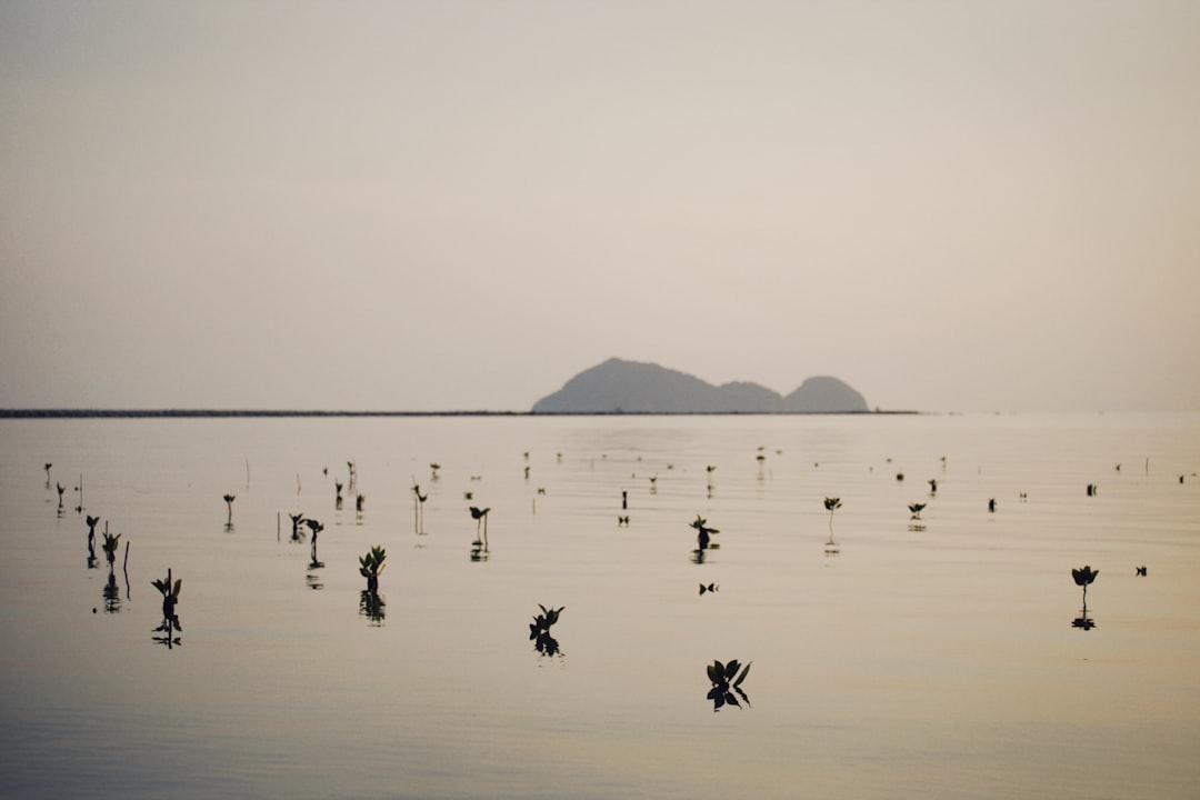 birds on water near mountain during daytime