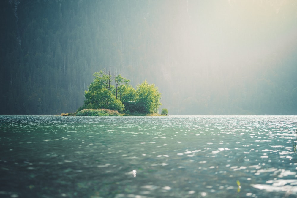 green trees on body of water during daytime