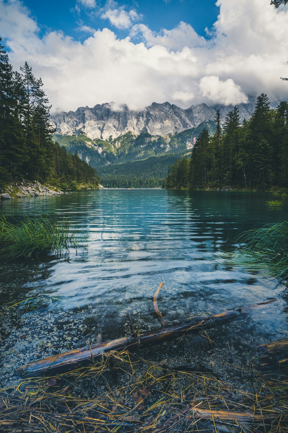 green trees near lake and mountains during daytime