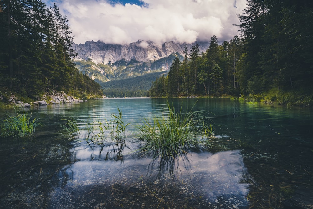 green trees near lake and mountains under white clouds and blue sky during daytime