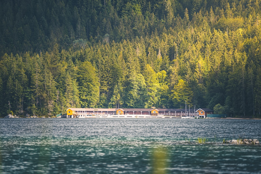 brown wooden dock on lake near green trees during daytime