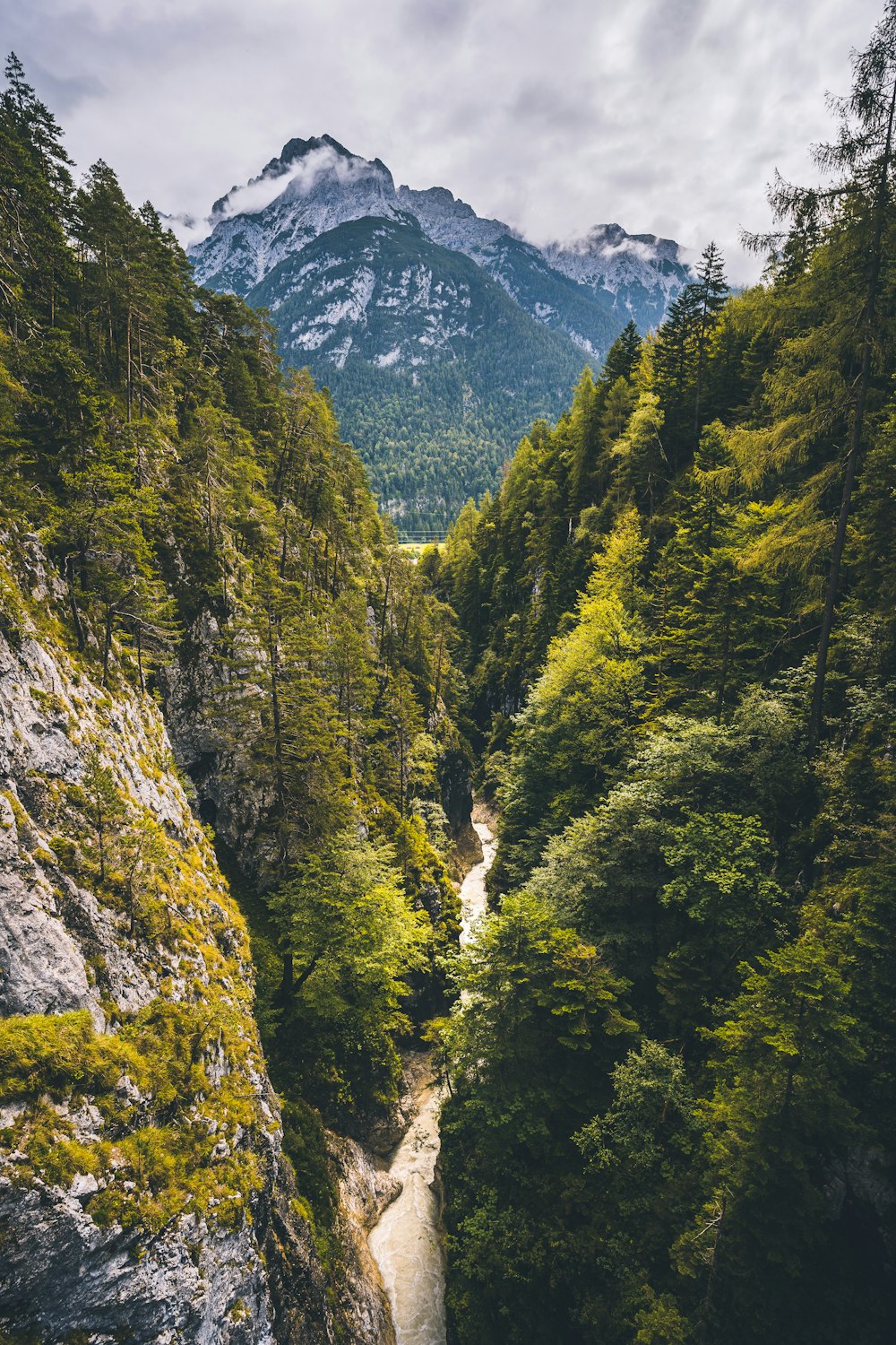 green trees on mountain during daytime