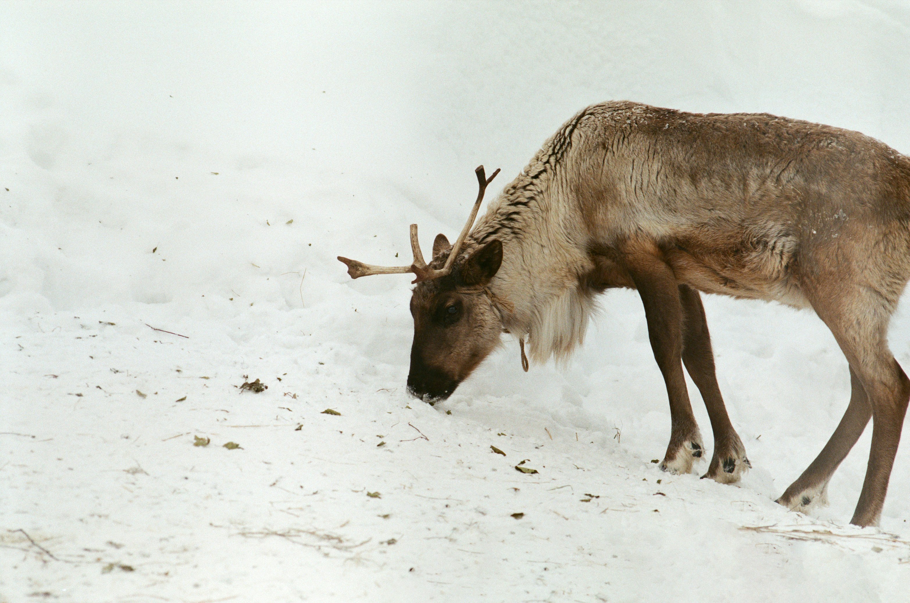 brown deer on snow covered ground during daytime