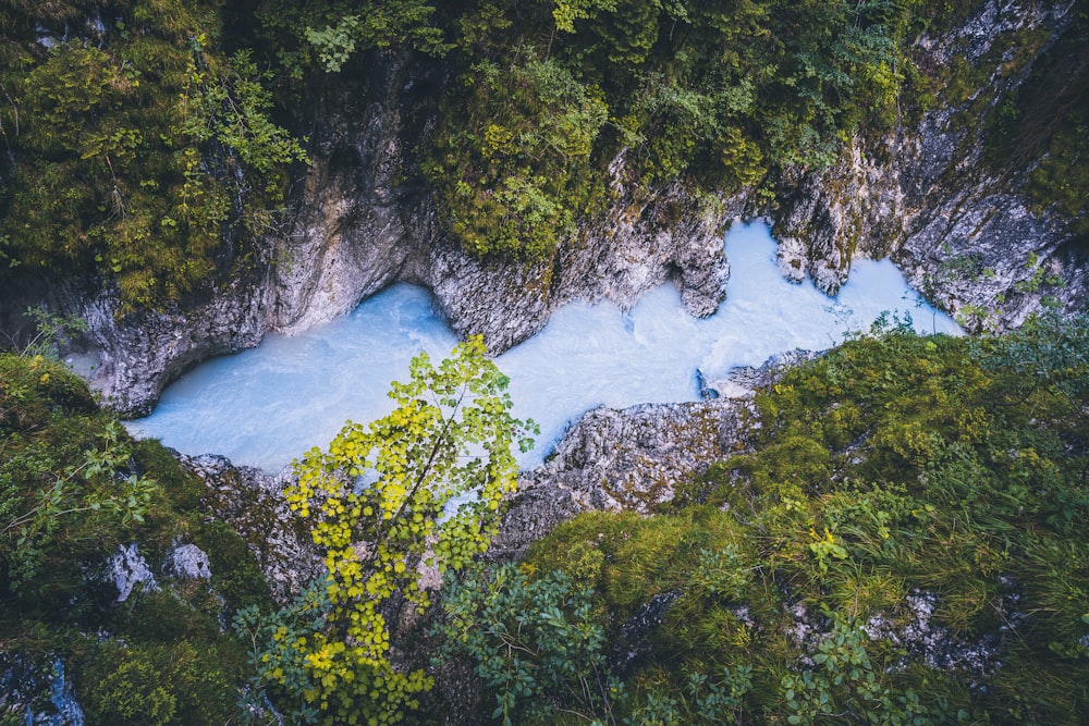 green trees beside river during daytime