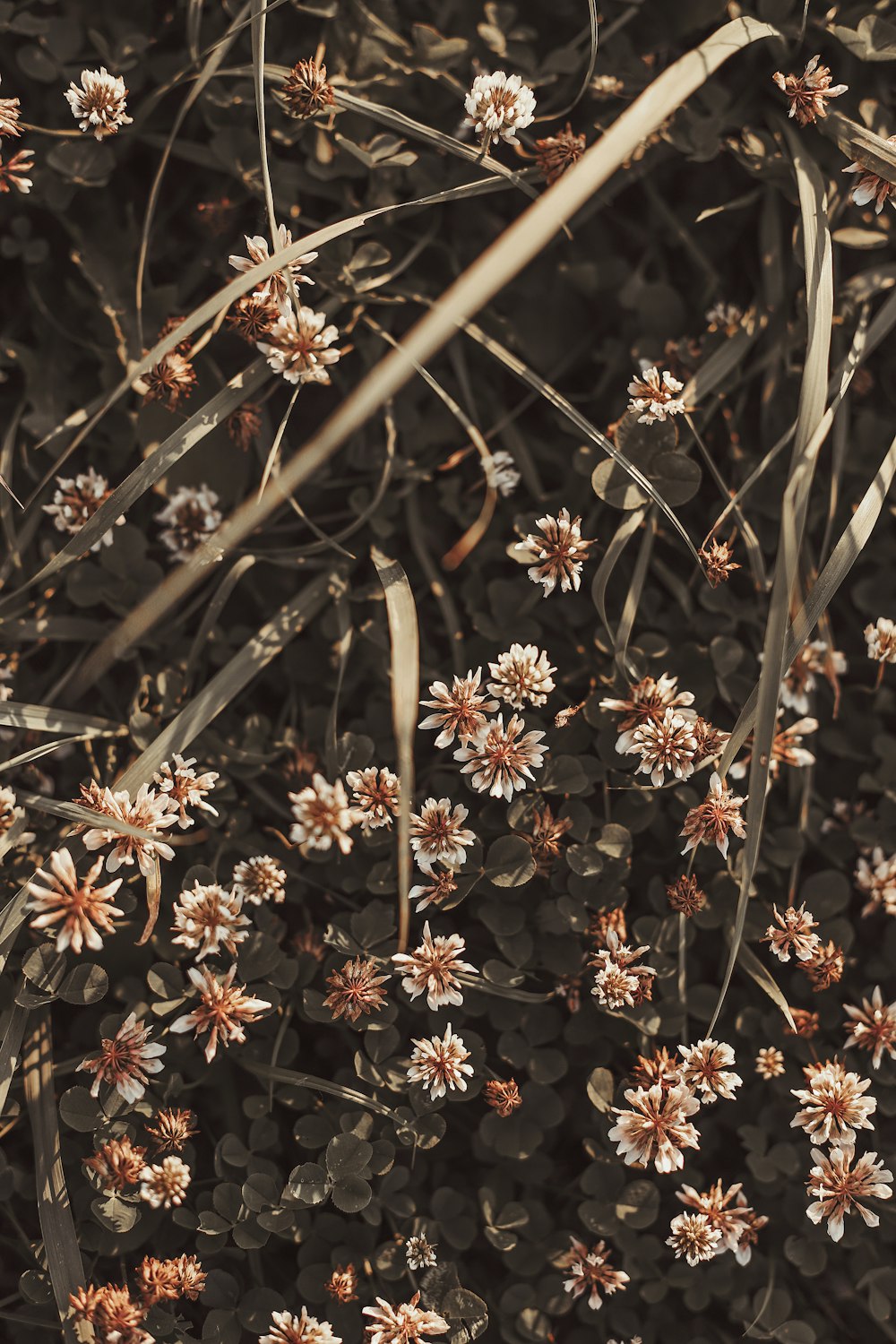 white and brown flowers in tilt shift lens