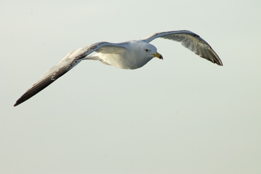 white and black bird flying