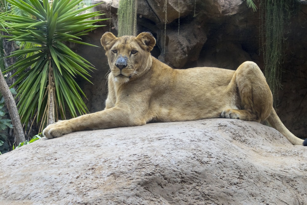 brown lioness lying on gray sand during daytime