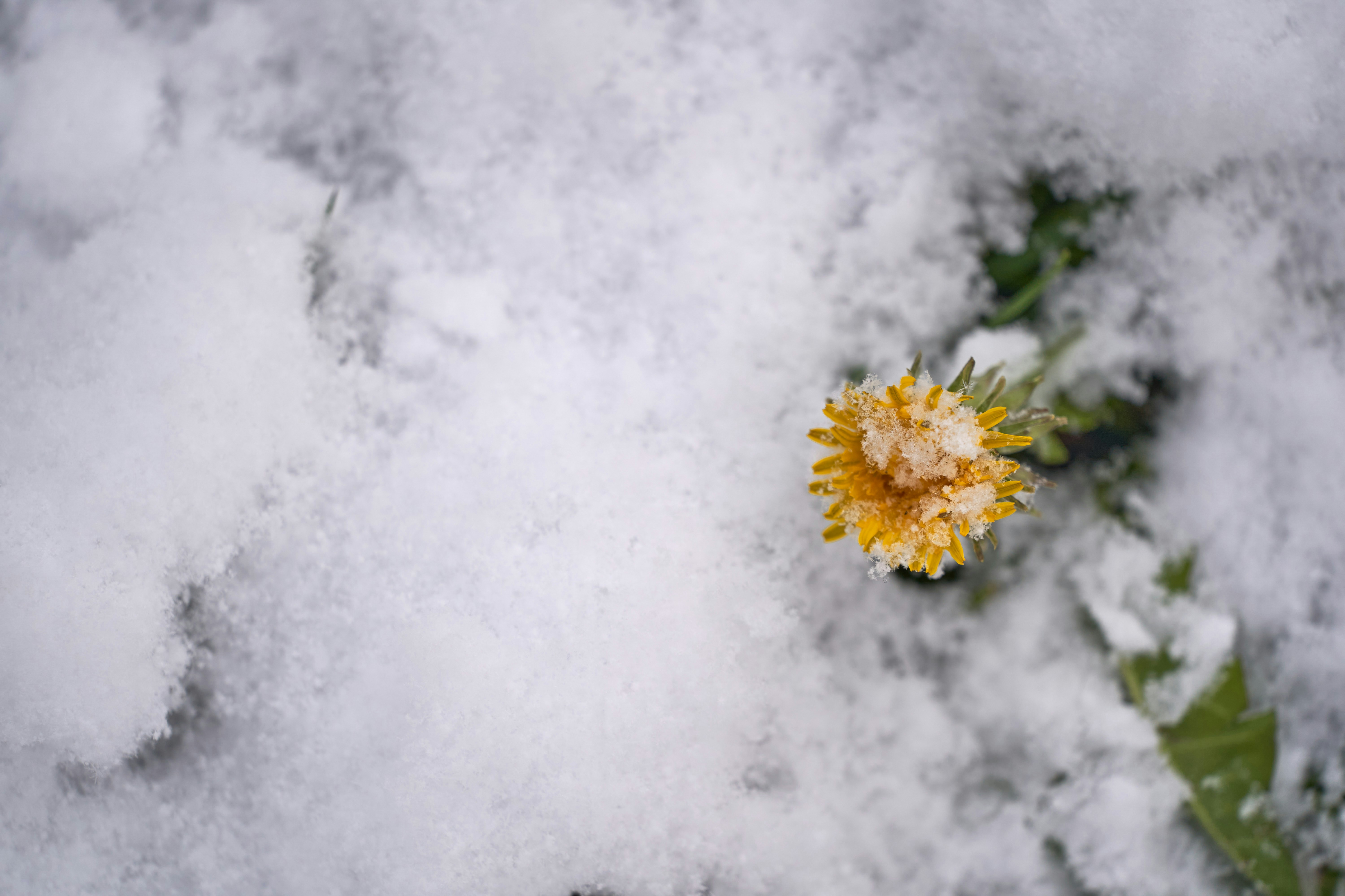 Photo by wolfgang_hasselmann