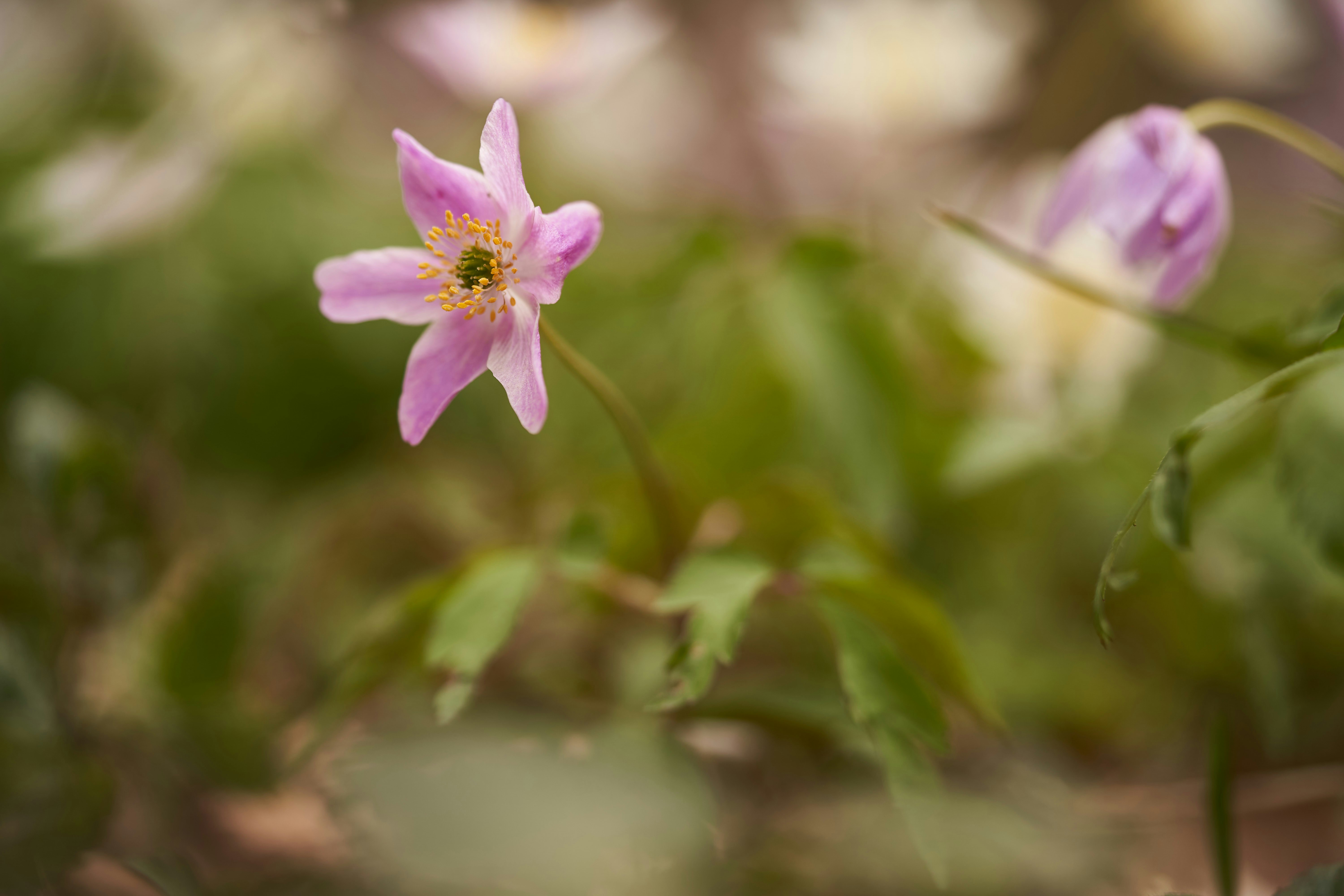 Photo by wolfgang_hasselmann