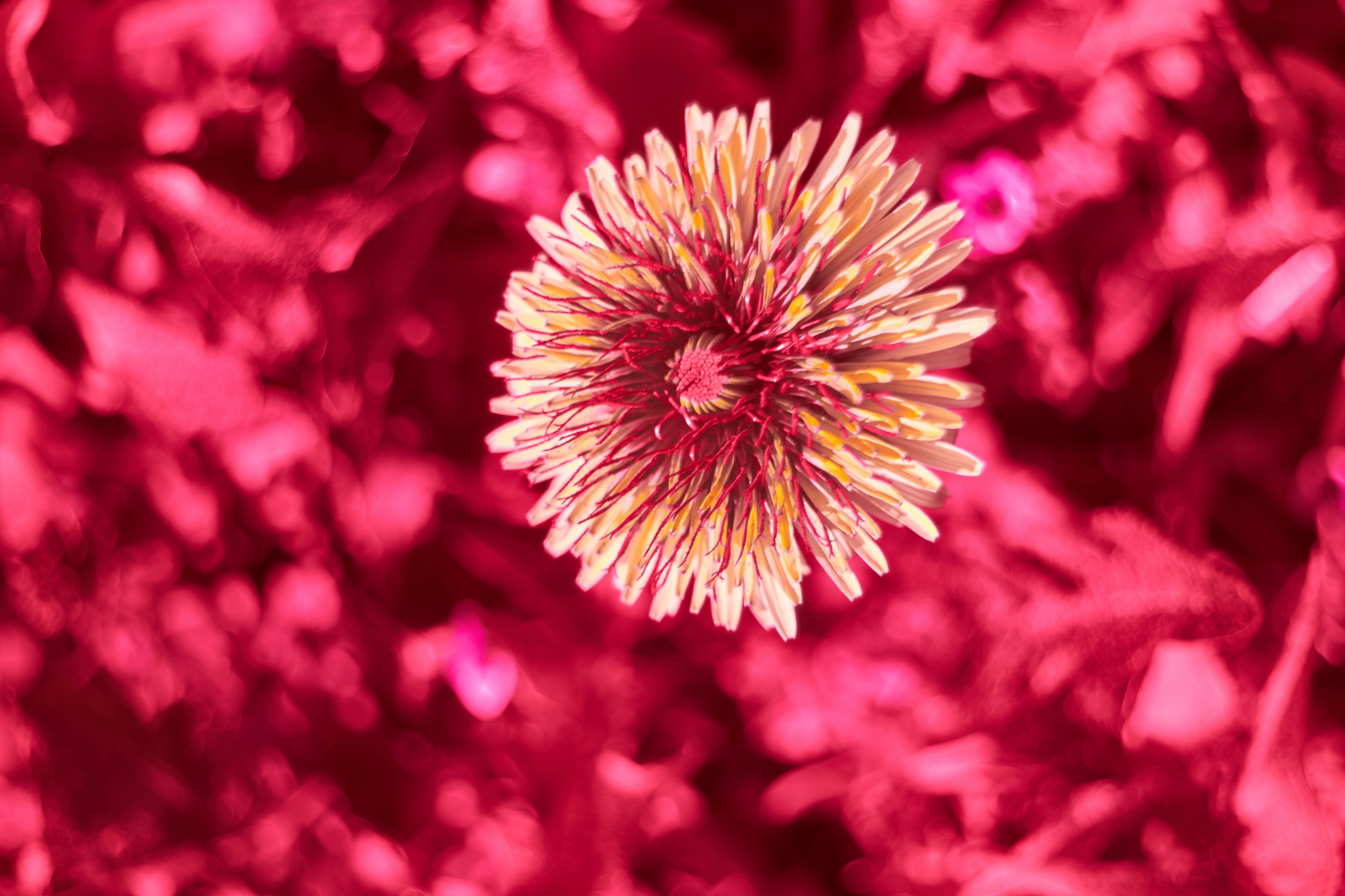 Photo by wolfgang_hasselmann