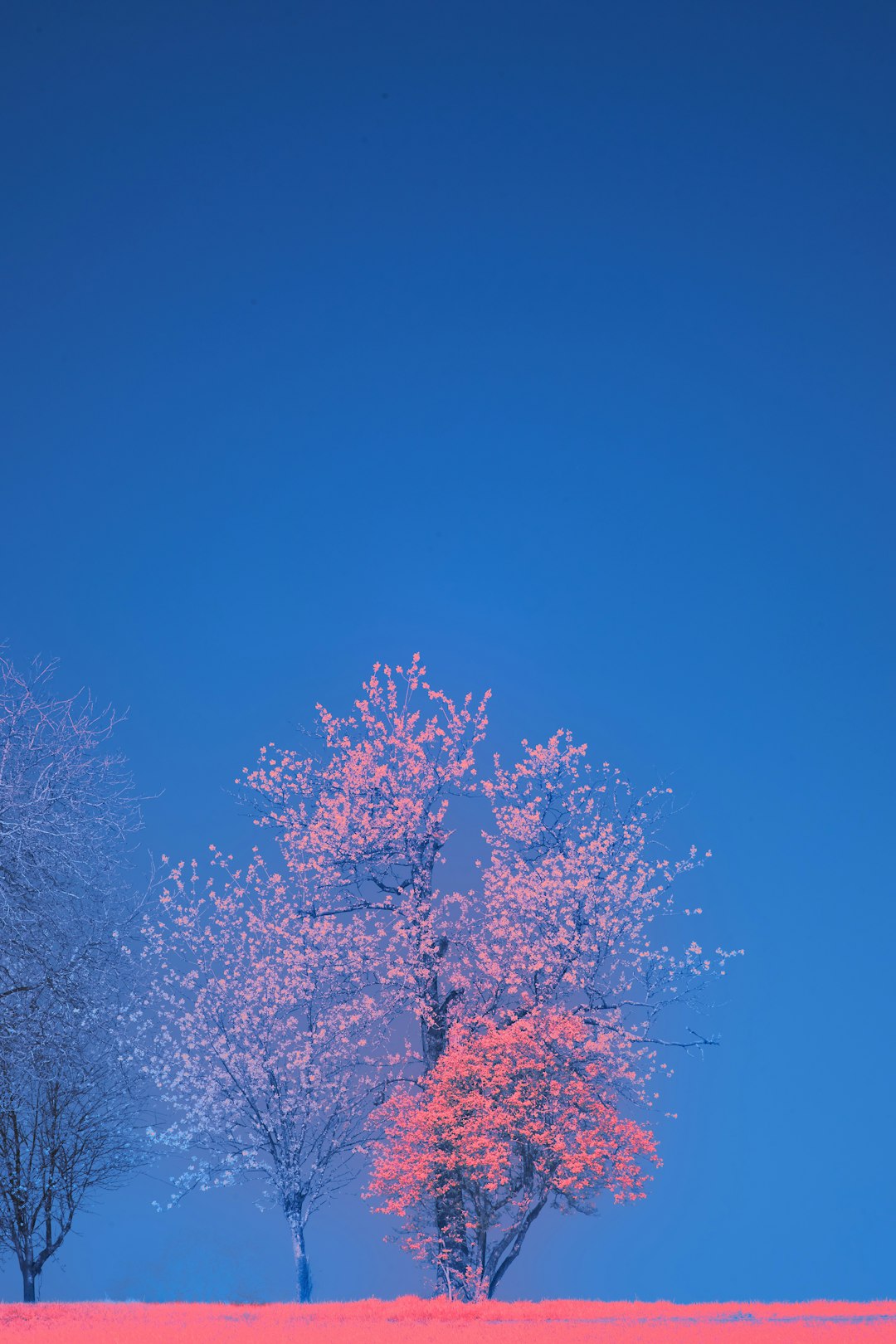 pink and white trees under blue sky during daytime