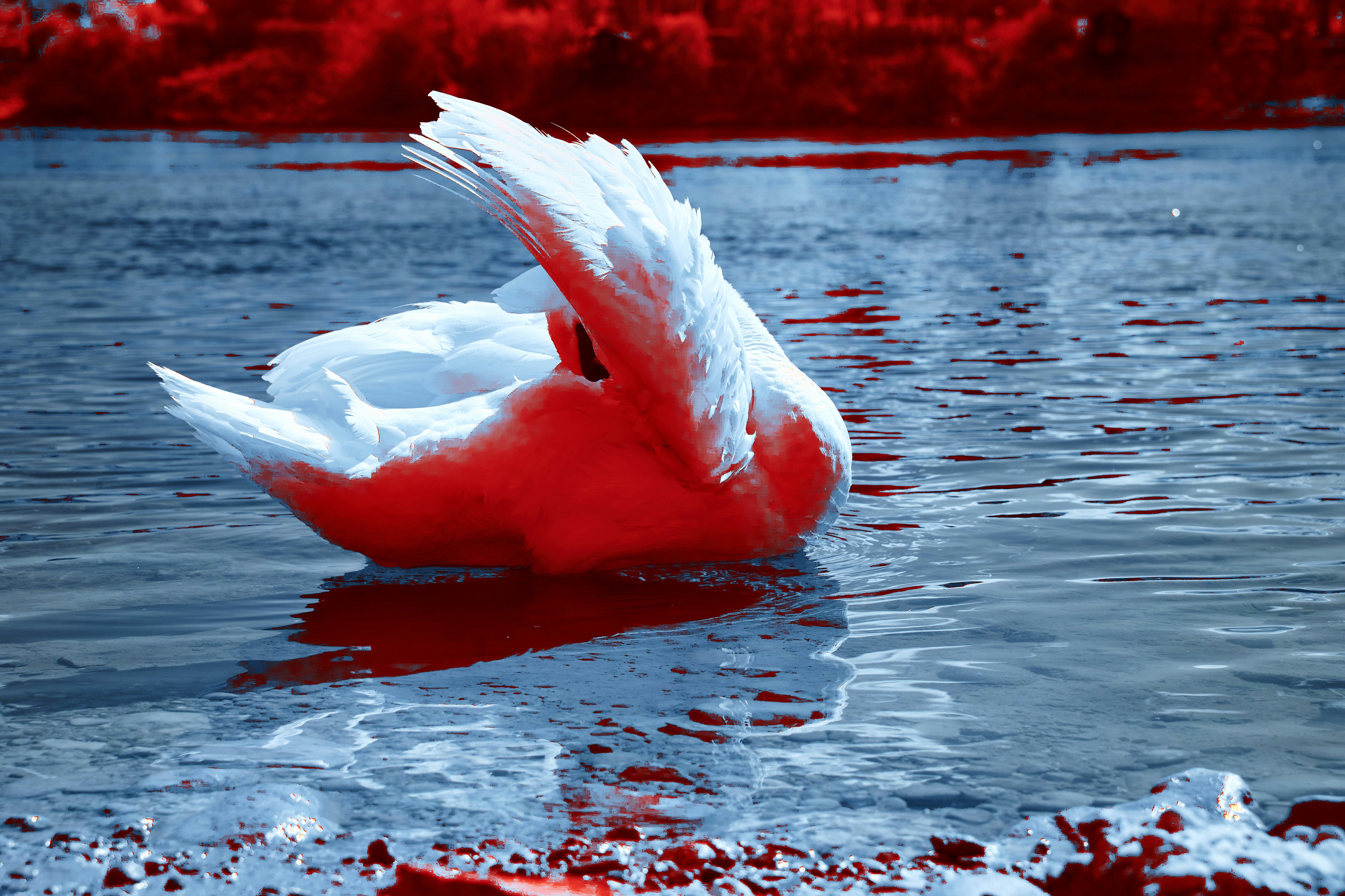 Photo by wolfgang_hasselmann