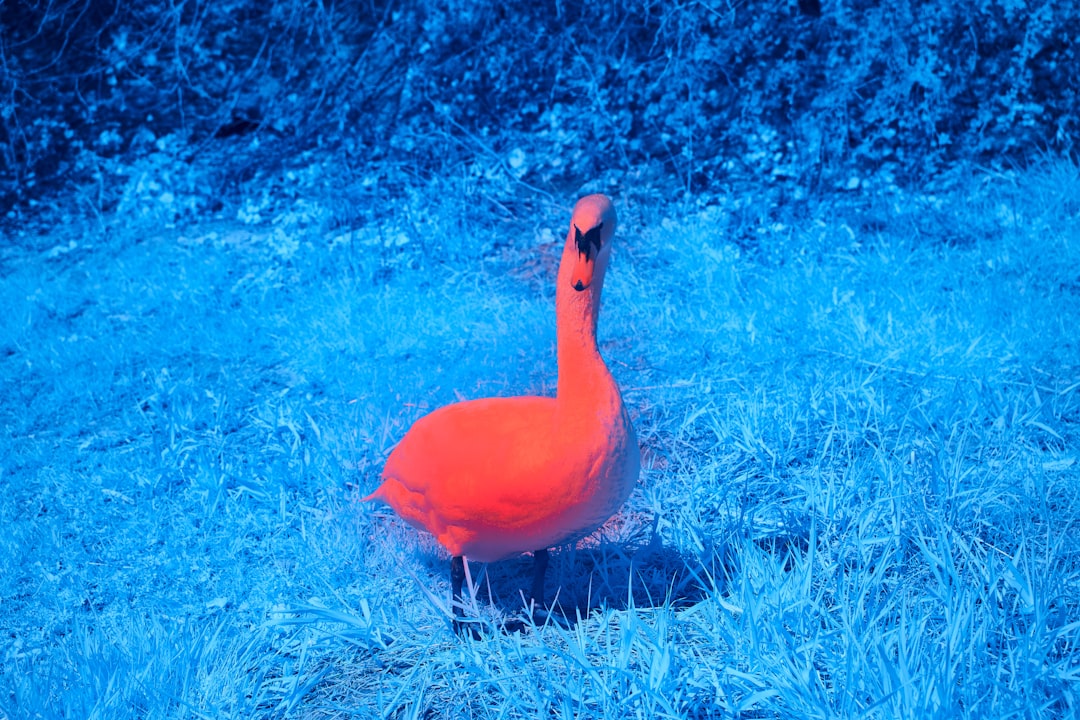 blue duck on green grass