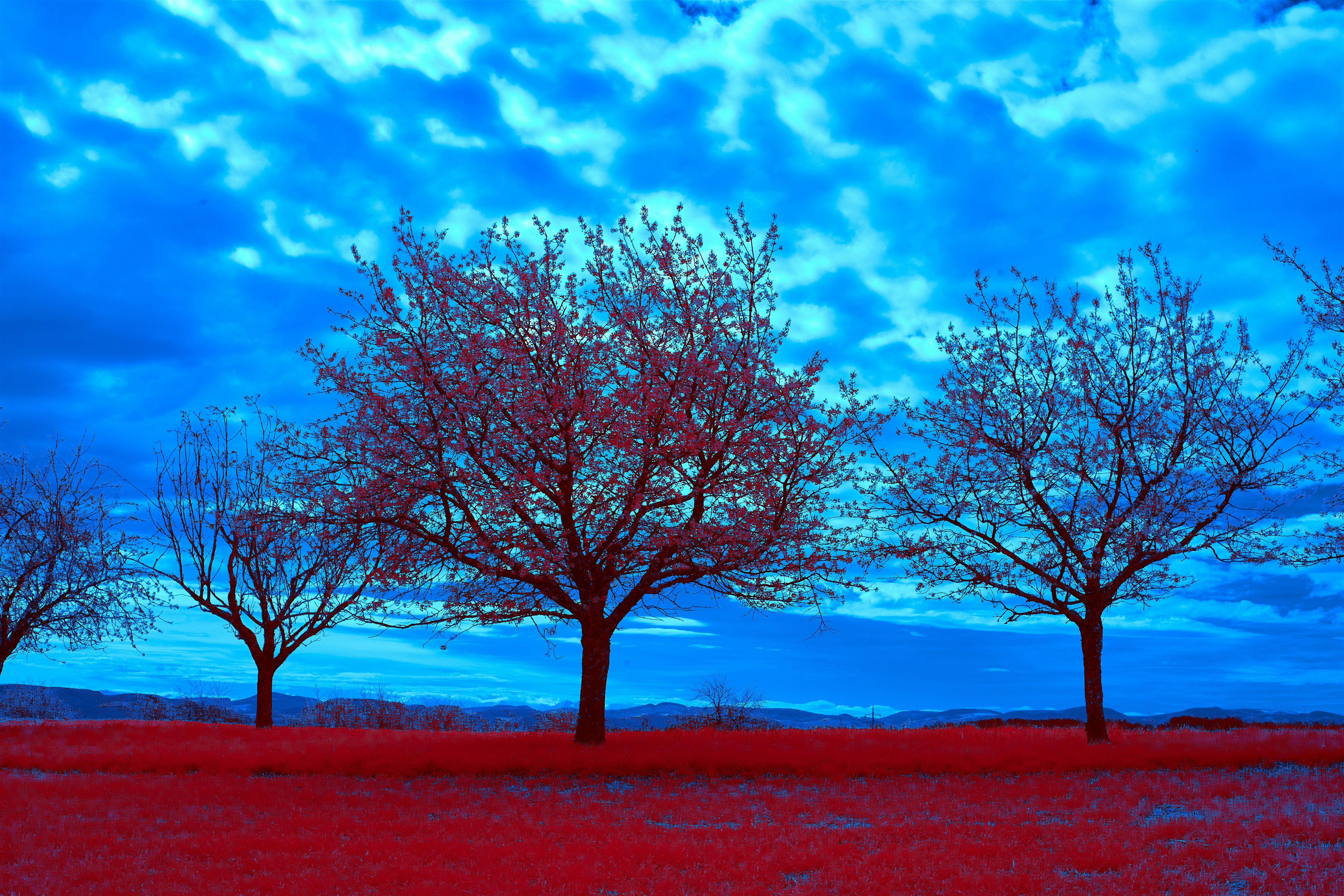 Photo by wolfgang_hasselmann