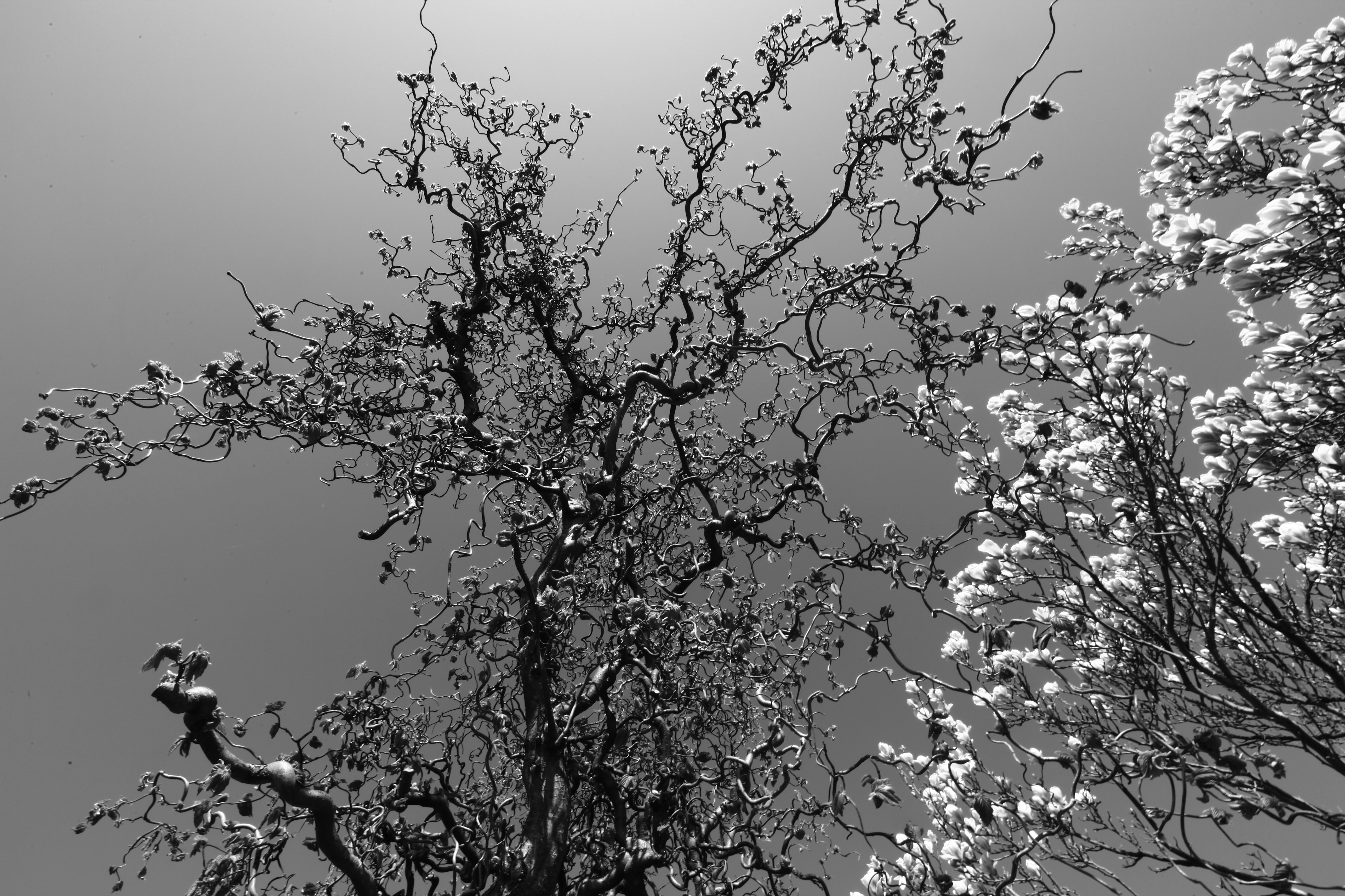 Photo by wilhelmgunkel