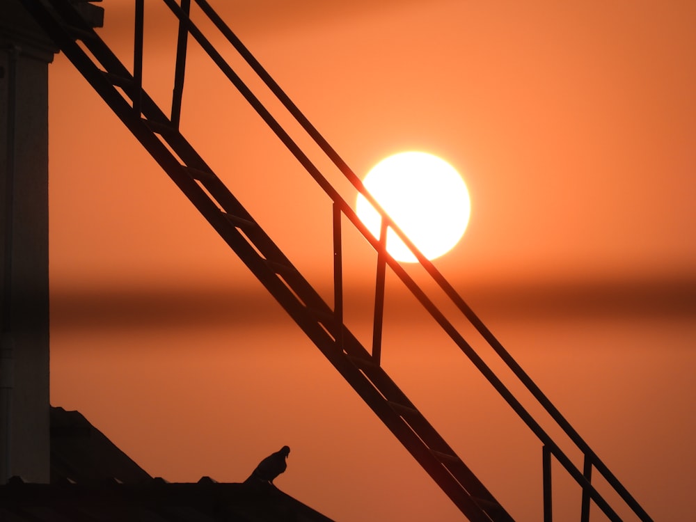 silhouette d’oiseau sur des balustrades en métal pendant le coucher du soleil
