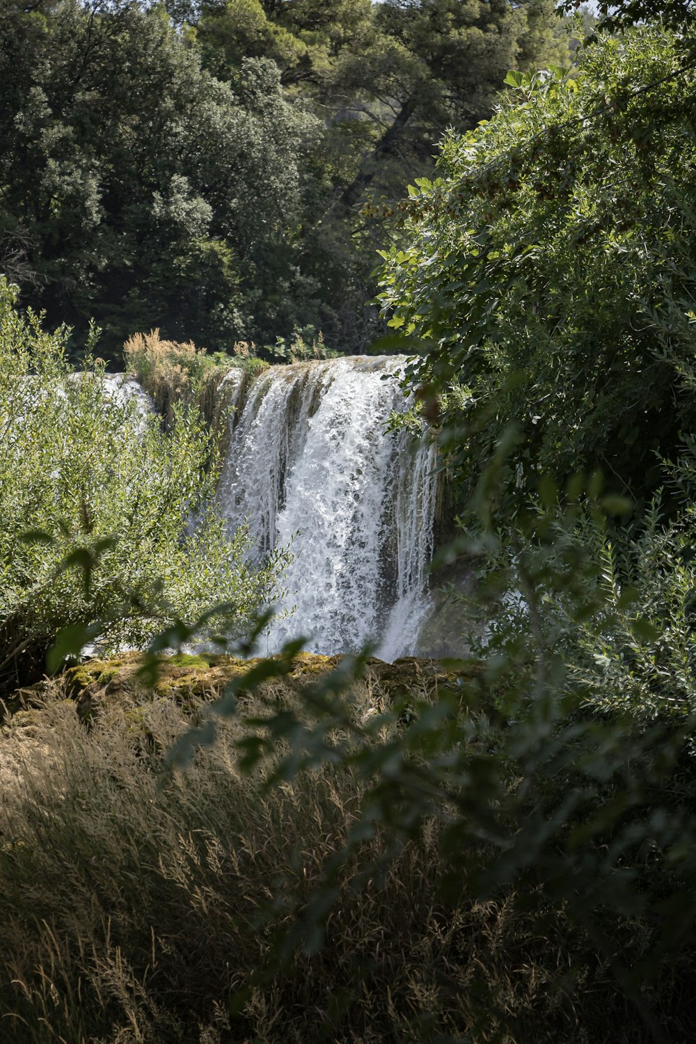 green grass and green plants near waterfalls during daytime