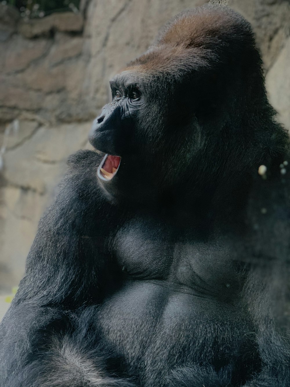 black gorilla with red eyes