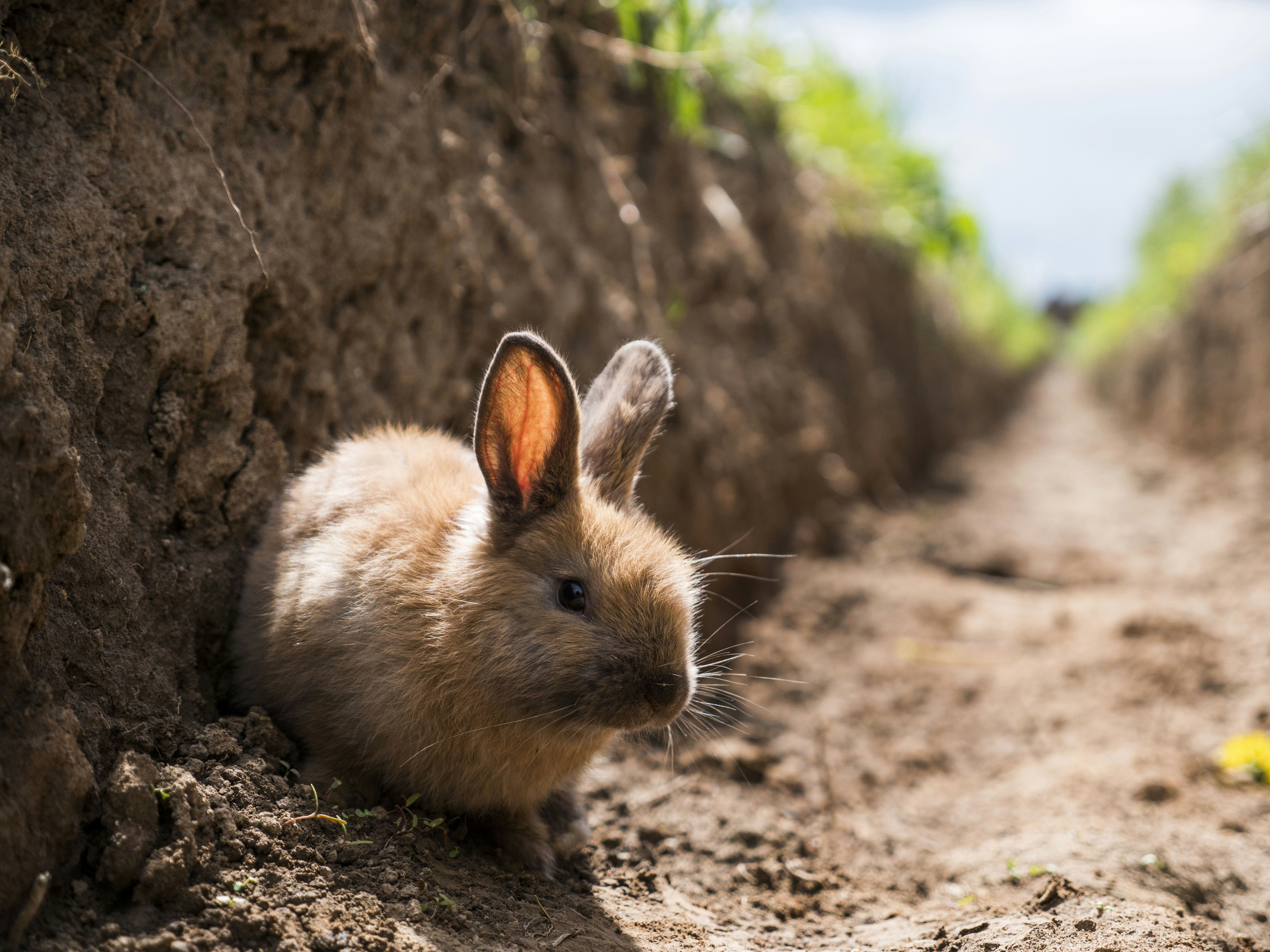 a small rabbit is sitting in the dirt