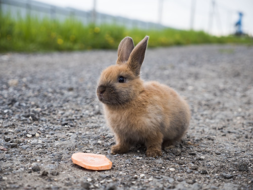 a small rabbit sitting on top of a gravel road