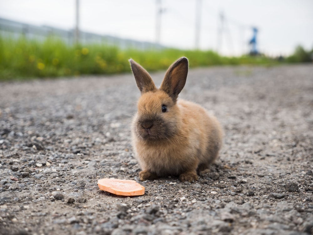 a rabbit sitting on a gravel road next to a carrot