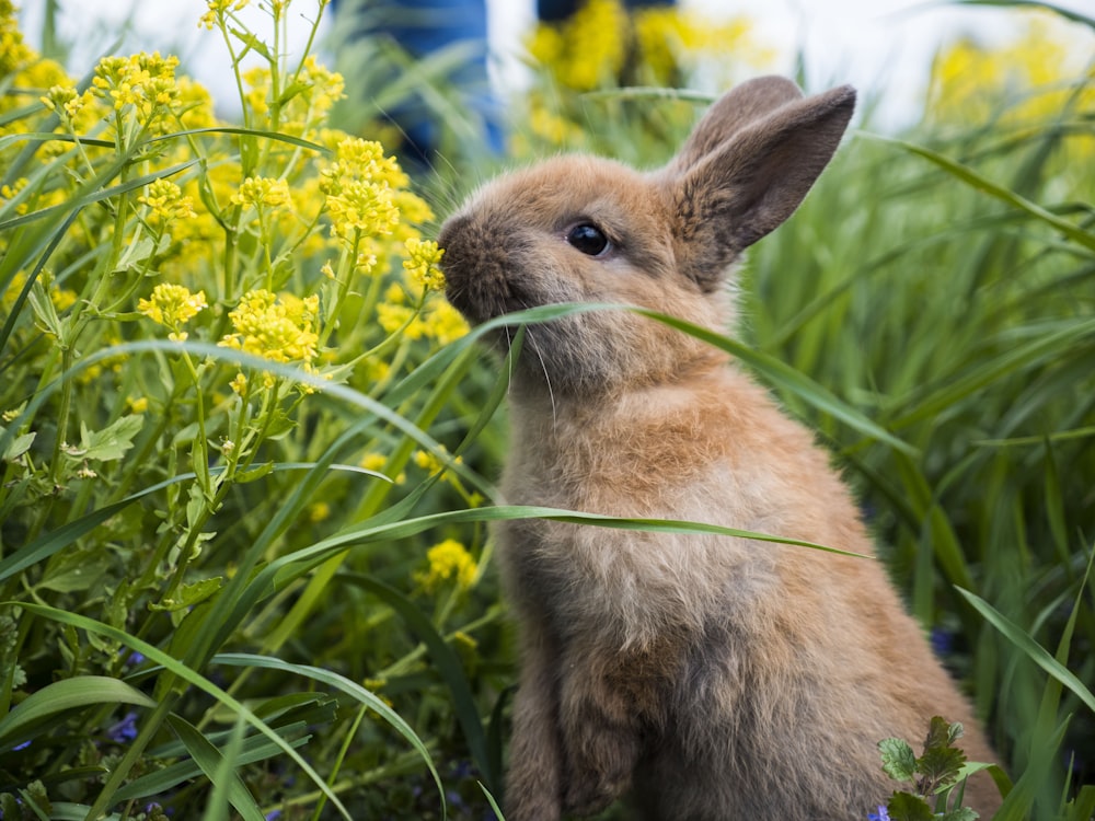 a small rabbit sitting in a field of tall grass