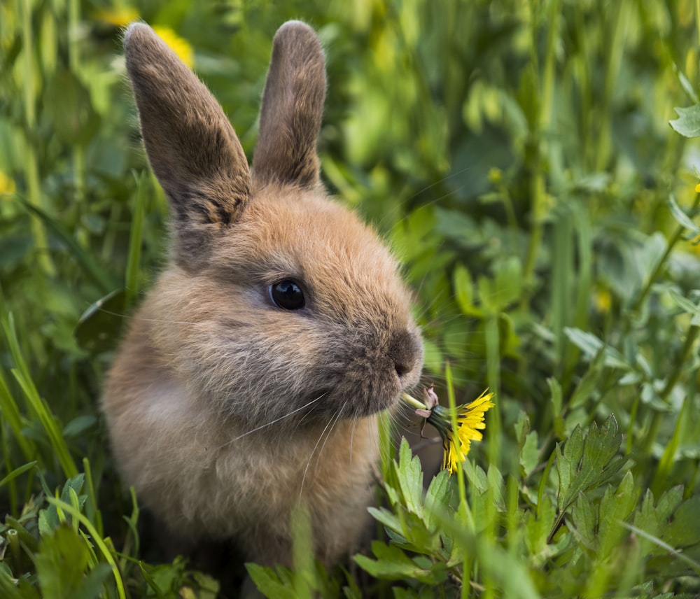 작은 토끼가 풀밭에 앉아있다.