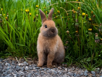 Schutz vor Stürzen: Sichere Umgebung für Ihr Kaninchen schaffen