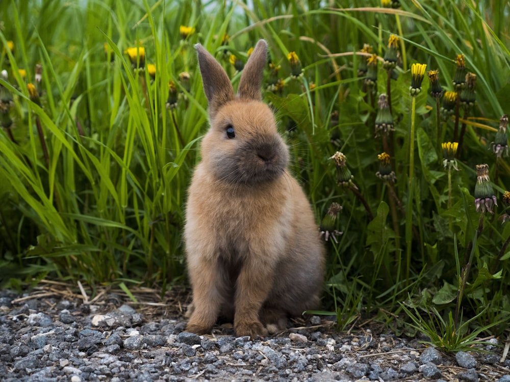 Ein kleines Kaninchen sitzt im Gras