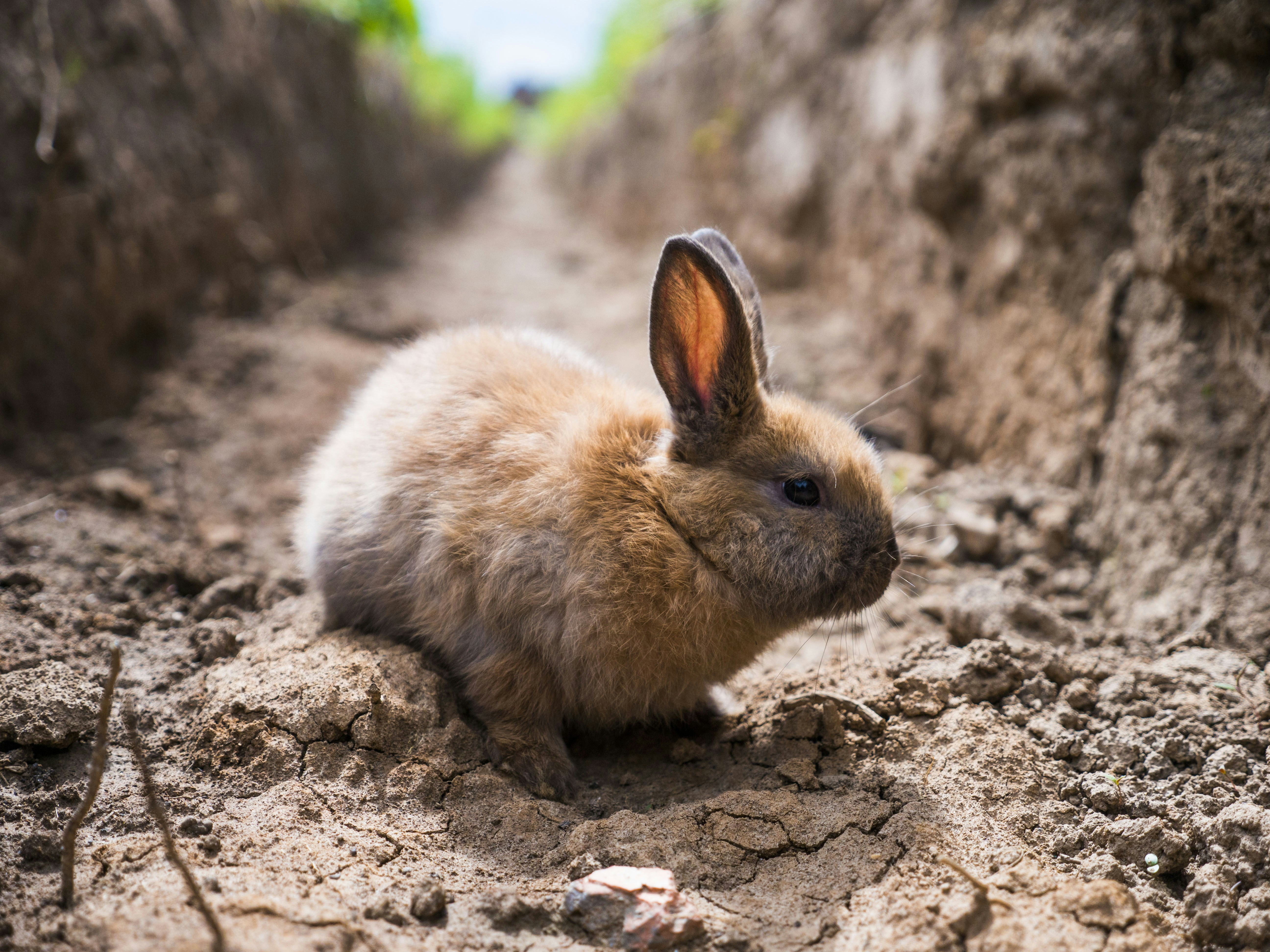 a small rabbit is sitting in the dirt