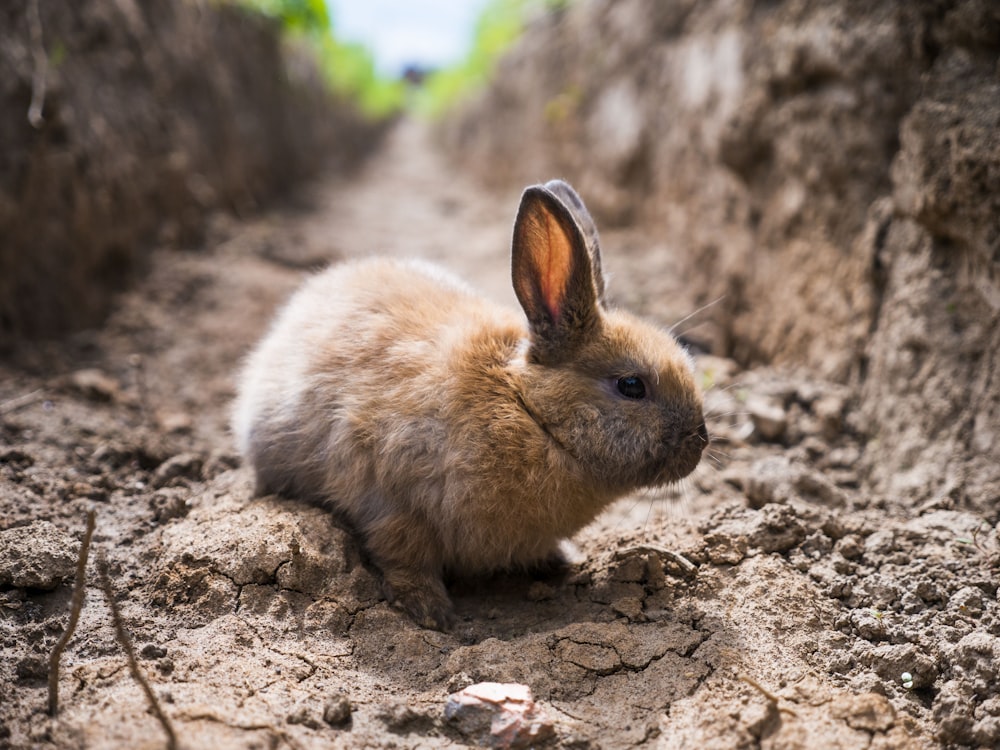 a small rabbit is sitting in the dirt